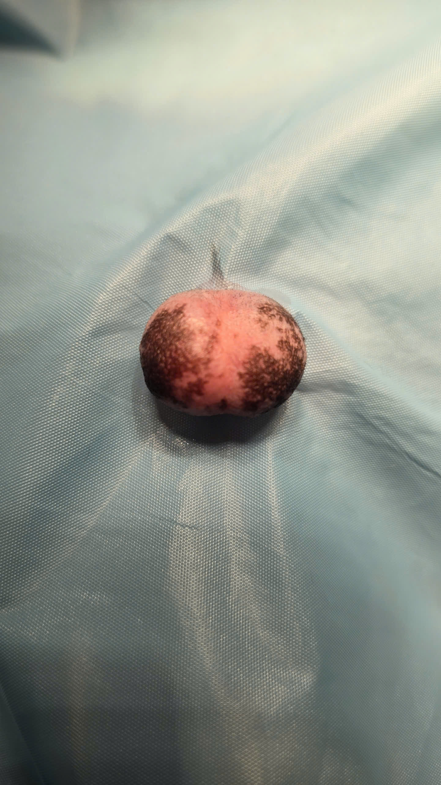 Bệnh viện Thú Y Gia Kiệm - Hình 19